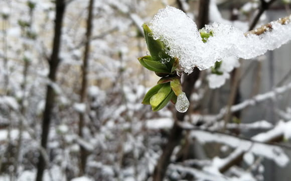 Україну знову накриє мокрий сніг: де чекати опадів