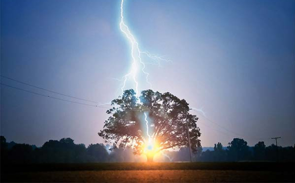 Які дерева не можна садити біля дому: вони притягують блискавку