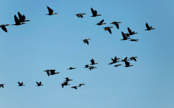 Над українським містом помітили величезну зграю птахів