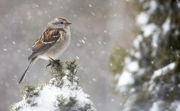 На Волині випав перший сніг