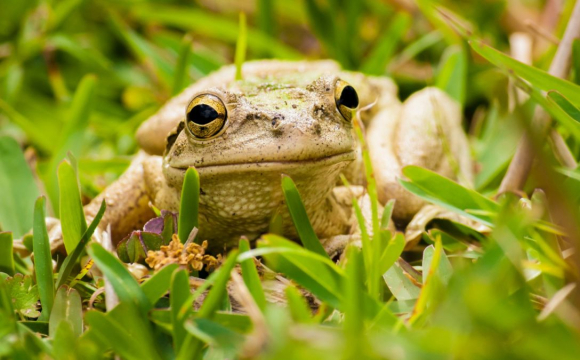 Що означає, якщо до будинку залізла жаба: відповідь священника