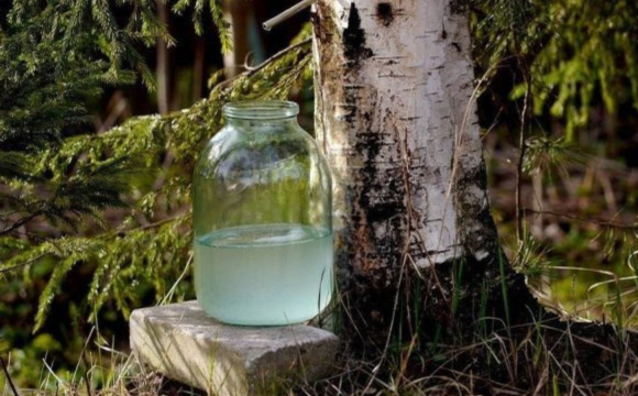 На Волині стартував сезон замовлень на свіжий березовий сік: яка ціна