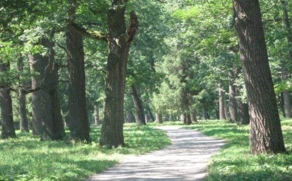 Ці дерева категорично заборонено саджати поруч із домом