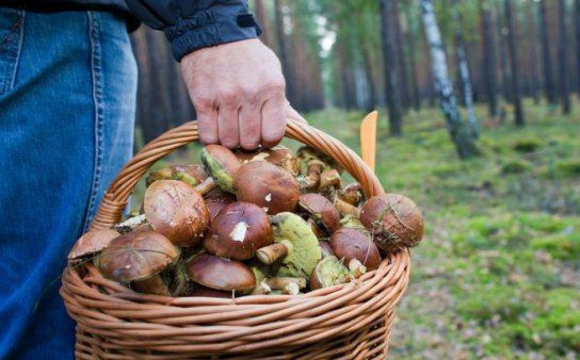 У лісі на заході України помер грибник