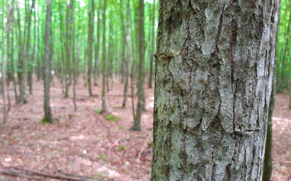 Жителів Рівненської області закликали бути уважними у лісах: що сталося