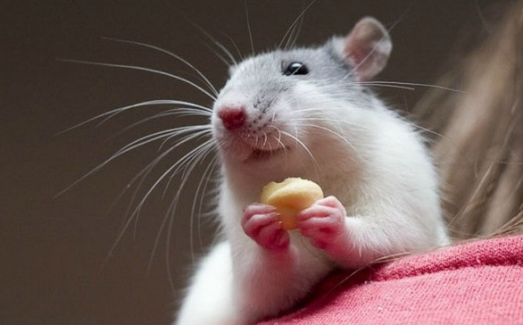 У Рівненській області зафіксували нові випадки небезпечного захворювання