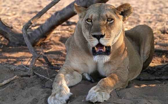 У зоопарку на очах у відвідувачів левиця вбила 19-річного хлопця
