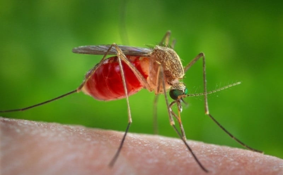 Простий домашній засіб допоможе захиститися від кліщів і комарів