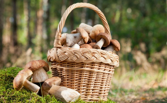 На Волині здали локацію, де можна назбирати повні відра грибів