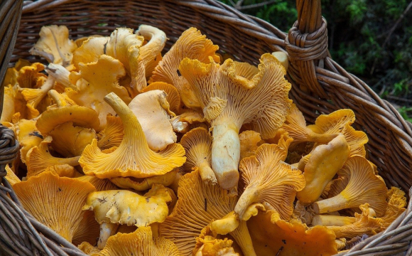 На Волині знайшли аномальну кількість грибів у грудні