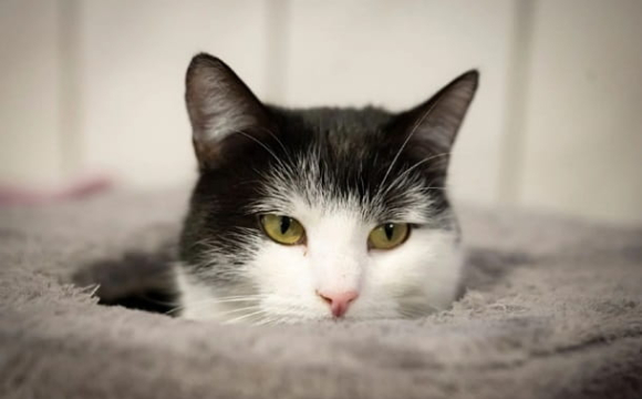 Чи можна гладити кота: відповідь здивує