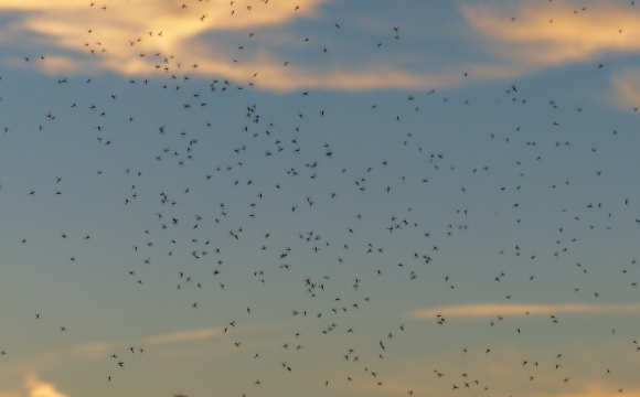 Світязь масово атакують мошки: скільки це триватиме