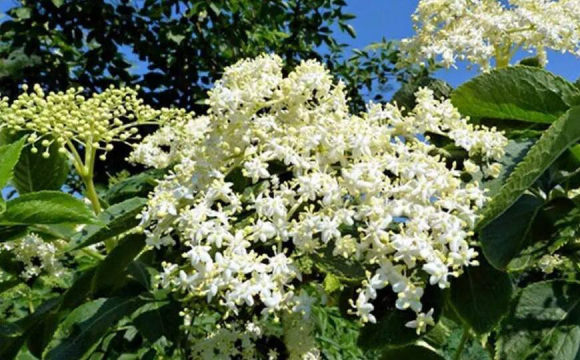 Популярний кущ біля дому притягує хвороби та нещастя