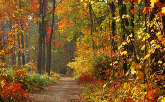 Якою буде осінь в Україні: синоптик дав несподіваний прогноз