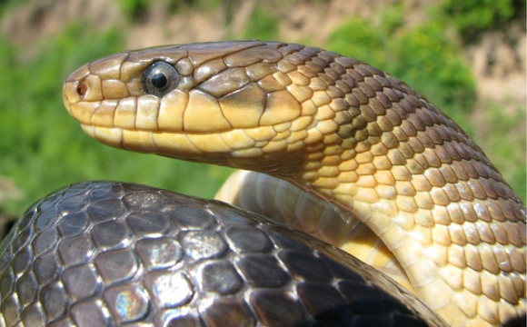 У західній області дитина потрапила до лікарні після укусу змії