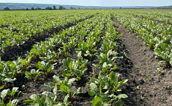 Українські фермери масово знищують власний урожай: у чому причина