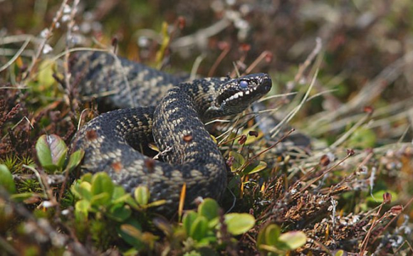 У Львівській області 2-річну дитину вкусила змія