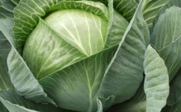 Чим треба обробити капусту, щоб позбутися всіх гусениць