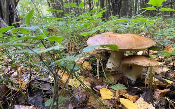 На Волині чоловік знайшов велетенського гриба