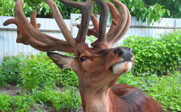 На заході України водій авто збив оленя Бориса: тварина у критичному стані