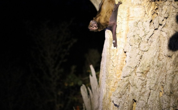 В Україні помітили рідкісного велетня: хто це такий