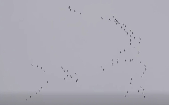 На заході України неочікувано помітили ключ диких гусей