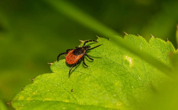 В Україні масове нашестя кліщів: що робити