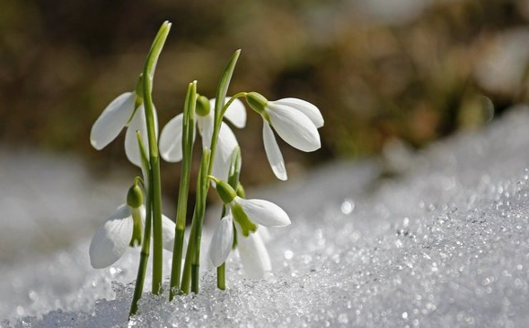 Яке свято відзначають українці 7 березня: народні прикмети і традиції