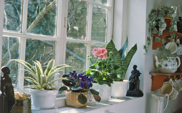 Що треба поставити на підвіконні, щоб залучити у дім щастя та гроші