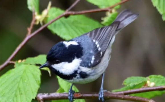 Як захистити ягоди та фрукти від птахів: простий спосіб