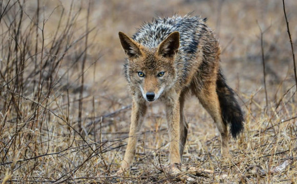 Домашні улюбленці українців під загрозою: у чому причина