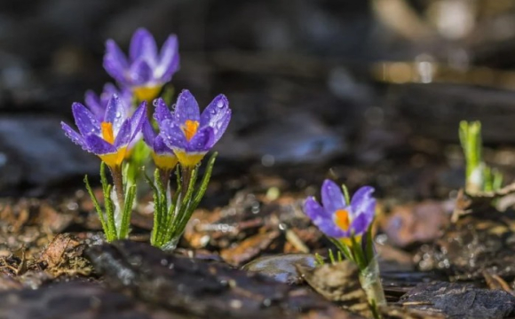Яке свято відзначають українці 15 березня: народні прикмети і традиції