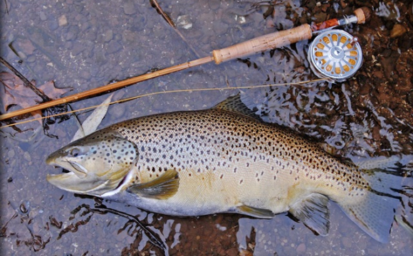 На заході України чоловік зловив справжній трофей