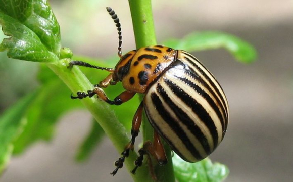 В Україні зник колорадський жук: у чому причина