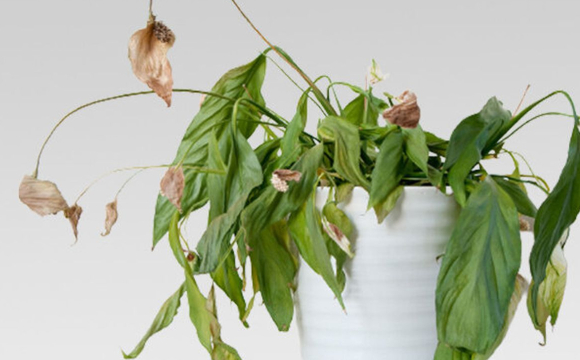 В Україні виявили небезпечного шкідника