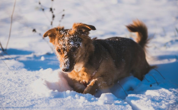 Яке свято відзначають українці 28 грудня: народні прикмети і традиції