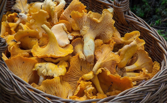 На Волині стартував сезон грибів: де знайти лисички