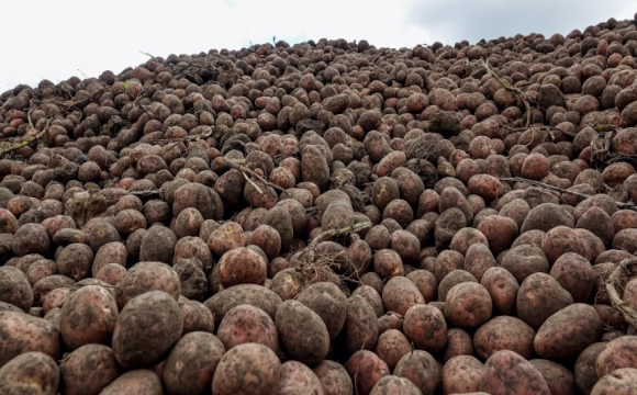 Україна масово завозить картоплю з-за кордону: імпорт побив багаторічний рекорд