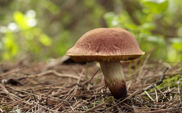 В Україні знайшли гігантський гриб