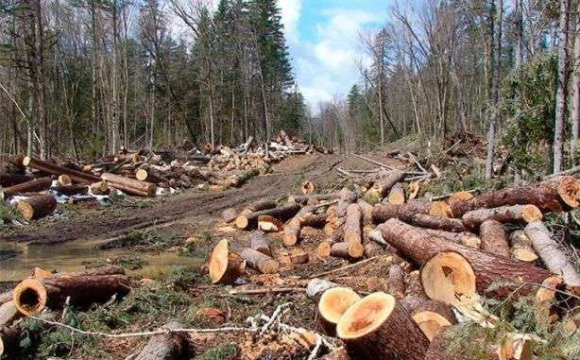 На Волині чоловік незаконно нарубав дерев на 720 тисяч гривень
