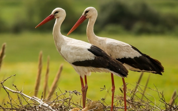 На українських полях помітили сотні птахів: що відбувається