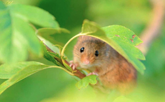 Як позбутися щурів та мишей на ділянці: ефективні натуральні засоби