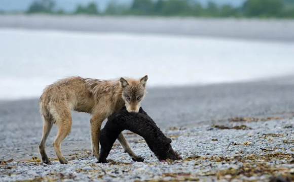На Волині помітили невідому велику тварину