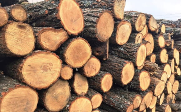 Українці отримають безкоштовні дрова на зиму: кого це торкнеться