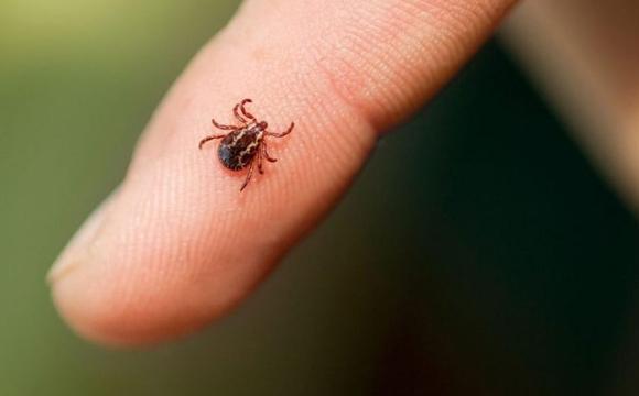 На Волині у чоловіка виявили небезпечну хворобу після прогулянки в лісі