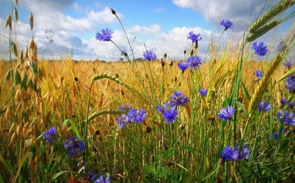 Якою буде погода в останні дні літа в Україні