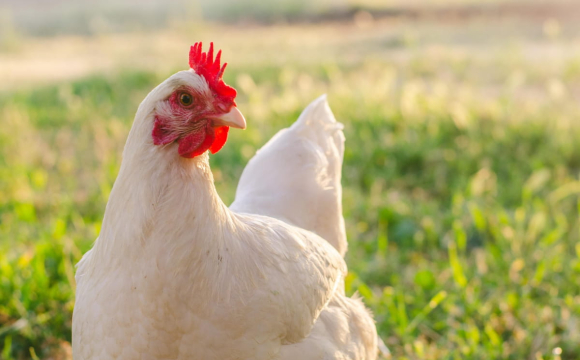 На Волині обмежили ввезення яєць та курятини: що сталося
