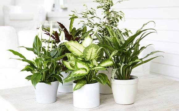 Ці 5 кімнатних рослин принесуть щастя та удачу в Новому році