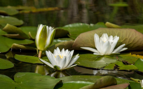 Ці рослини заборонено приносити до свого дому, бо вони притягують небезпеку