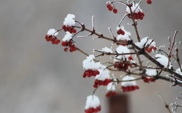 На заході України випав сніг